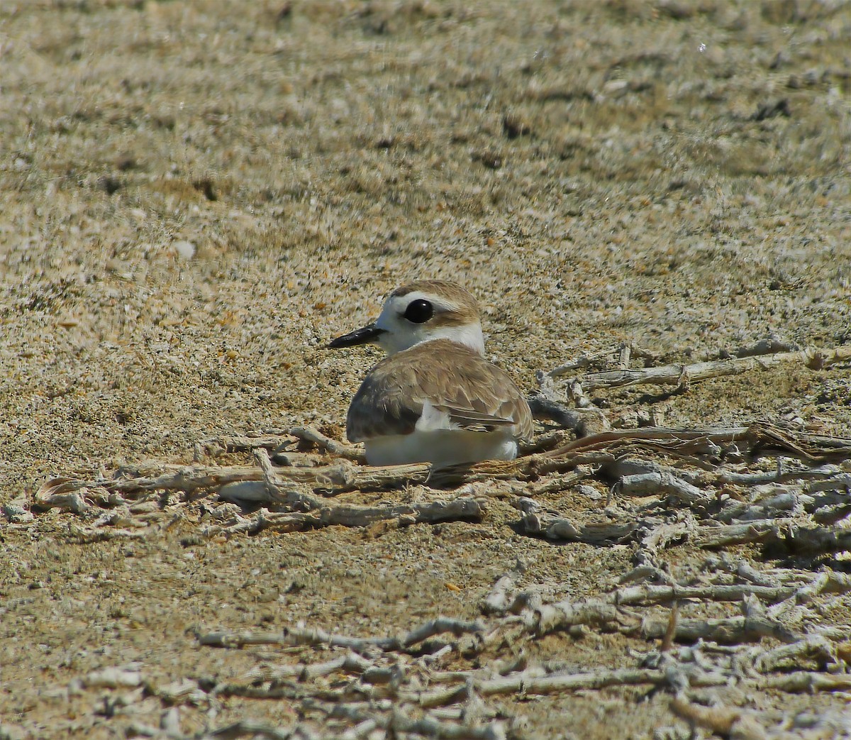 kulík západní - ML649868450