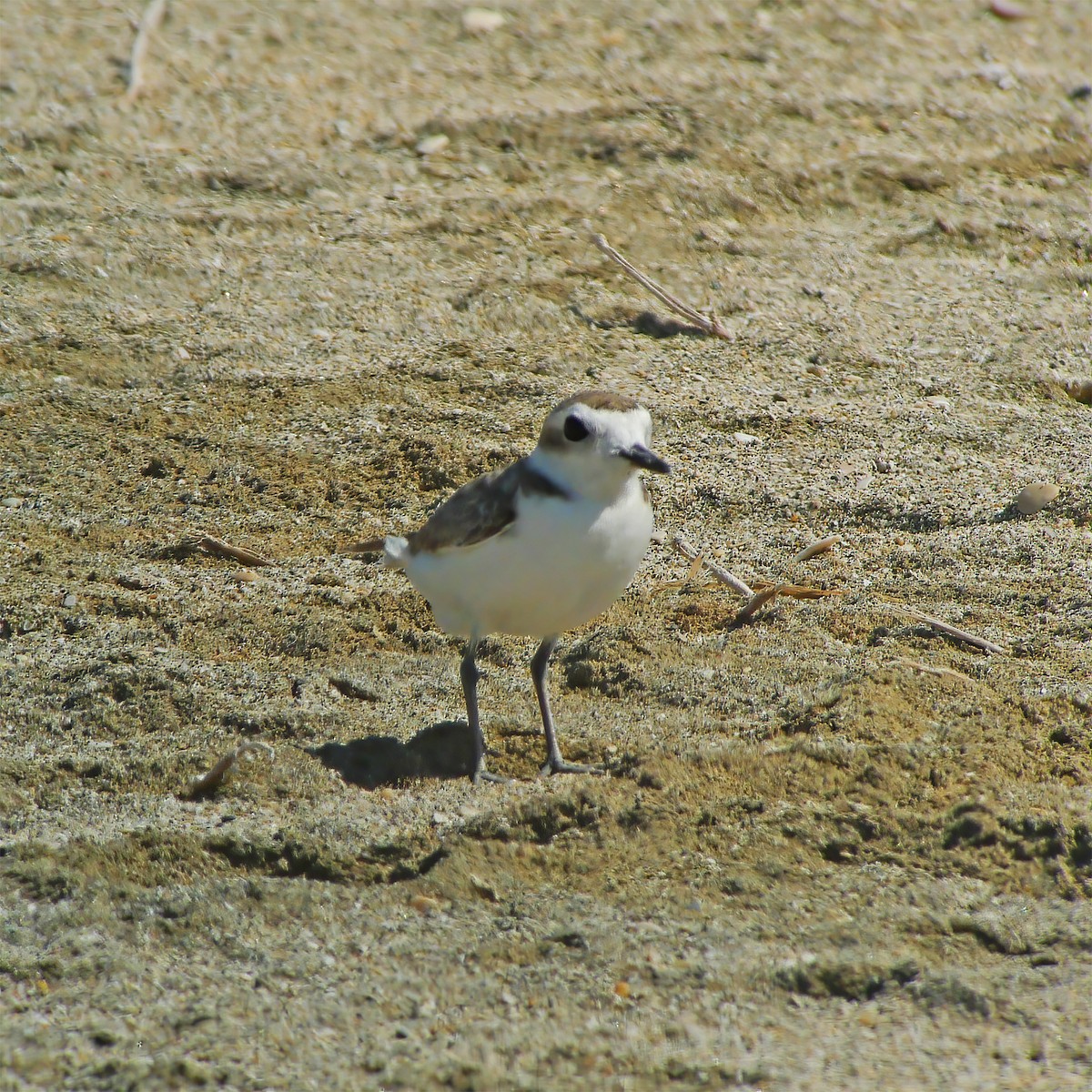 kulík západní - ML649868452