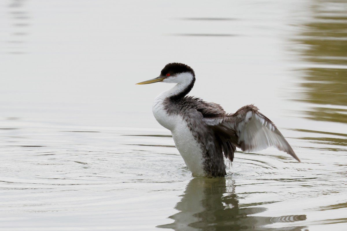 Western Grebe - ML649868671