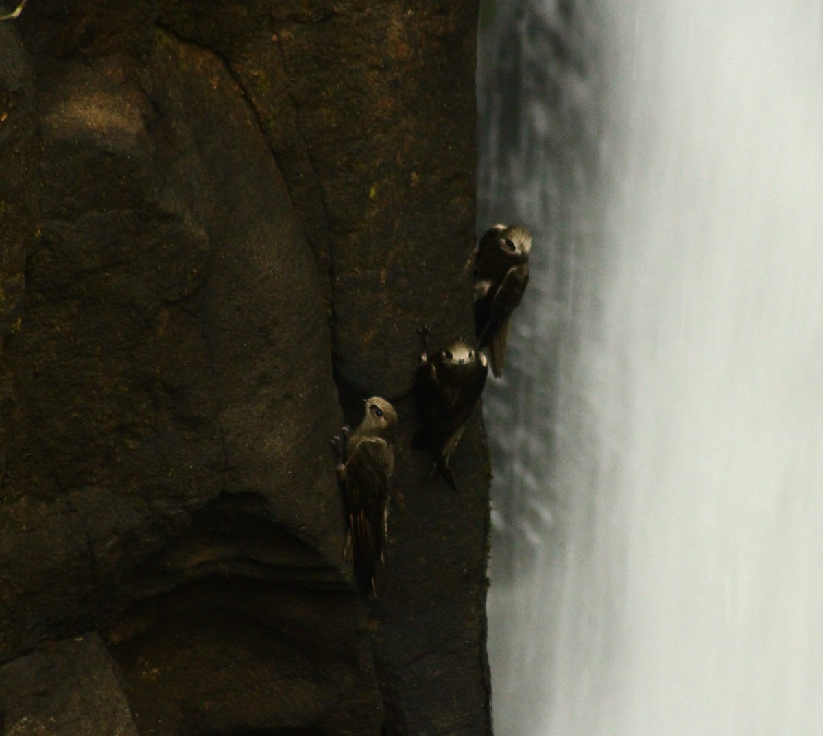 Great Dusky Swift - ML649868723