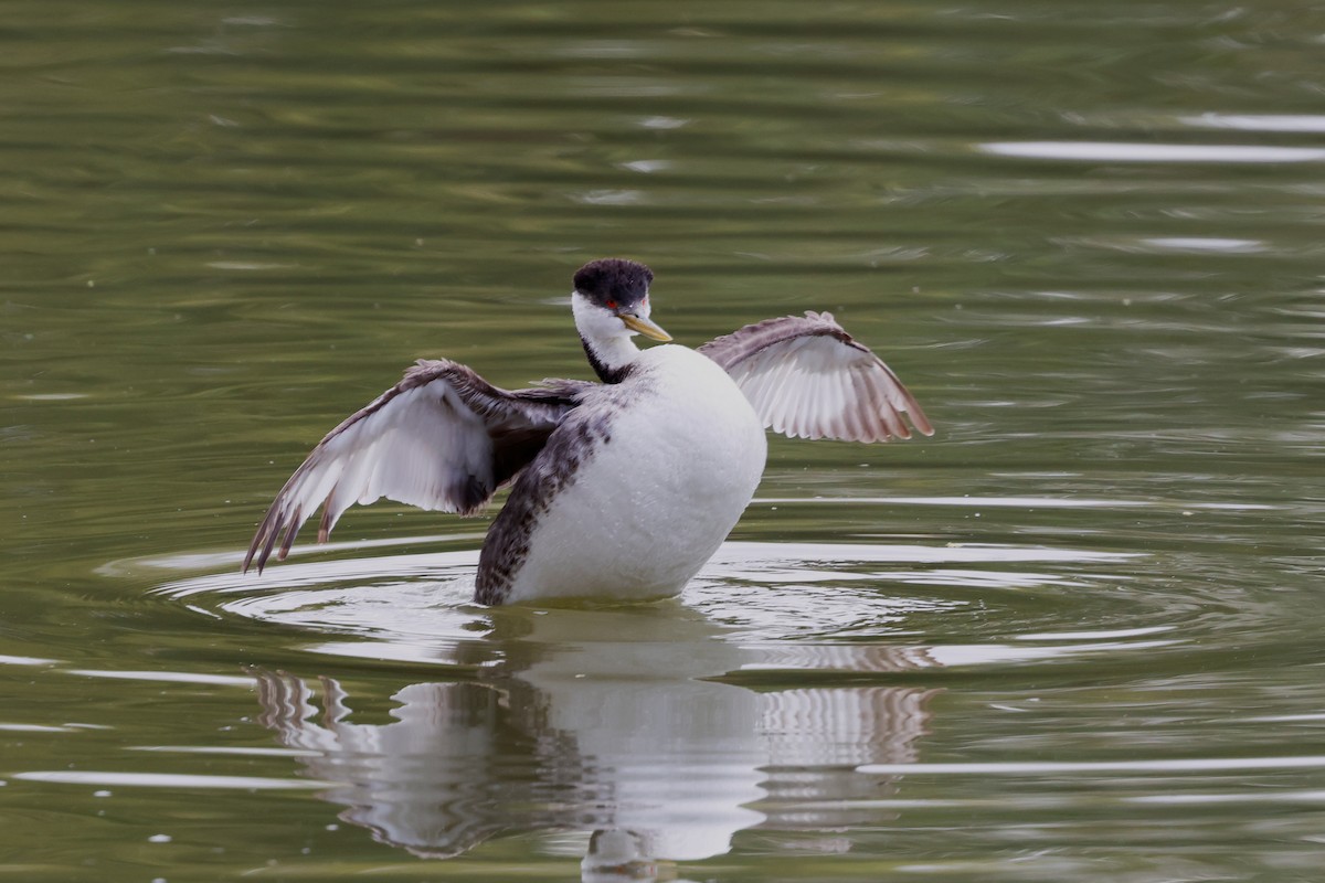 Western Grebe - ML649868738