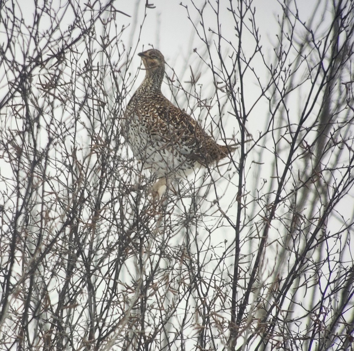 Sharp-tailed Grouse - ML649869179