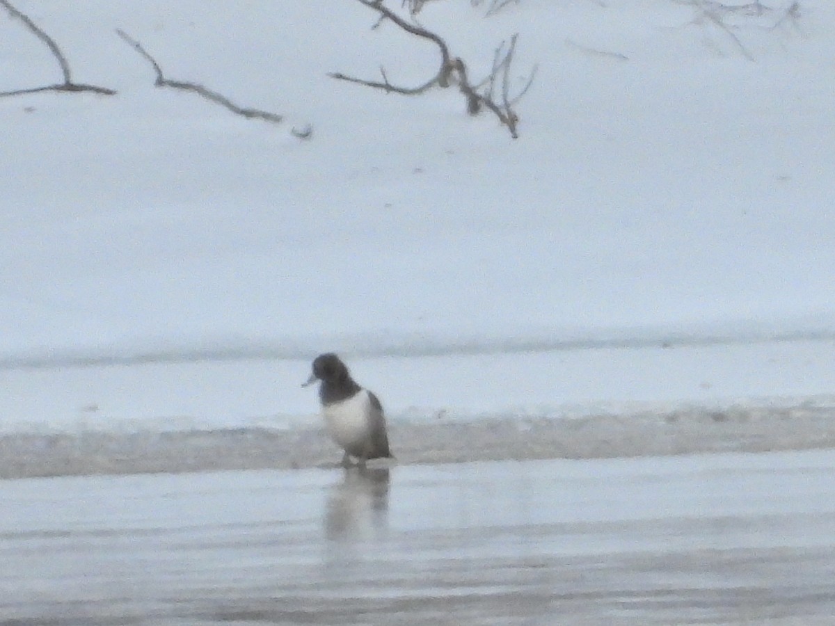 eBird Checklist - 29 Jan 2026 - Donald W. Barnes Boat Launch - 12 species