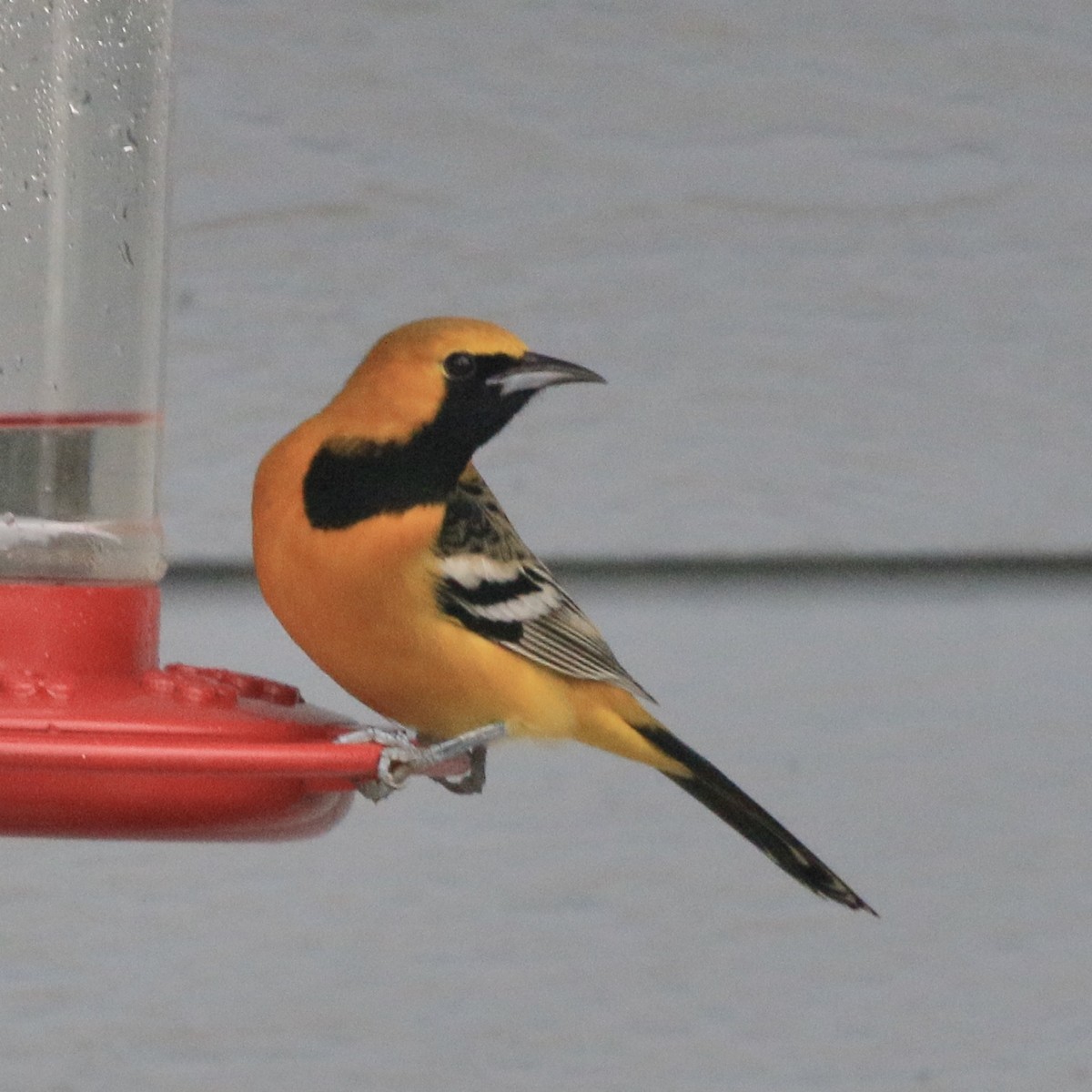 Hooded Oriole - ML649869648