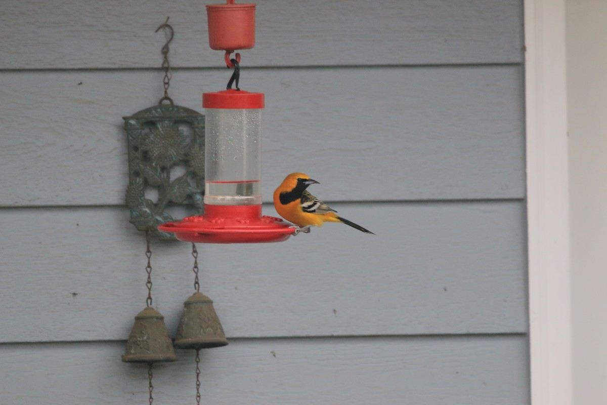 Hooded Oriole - ML649869663