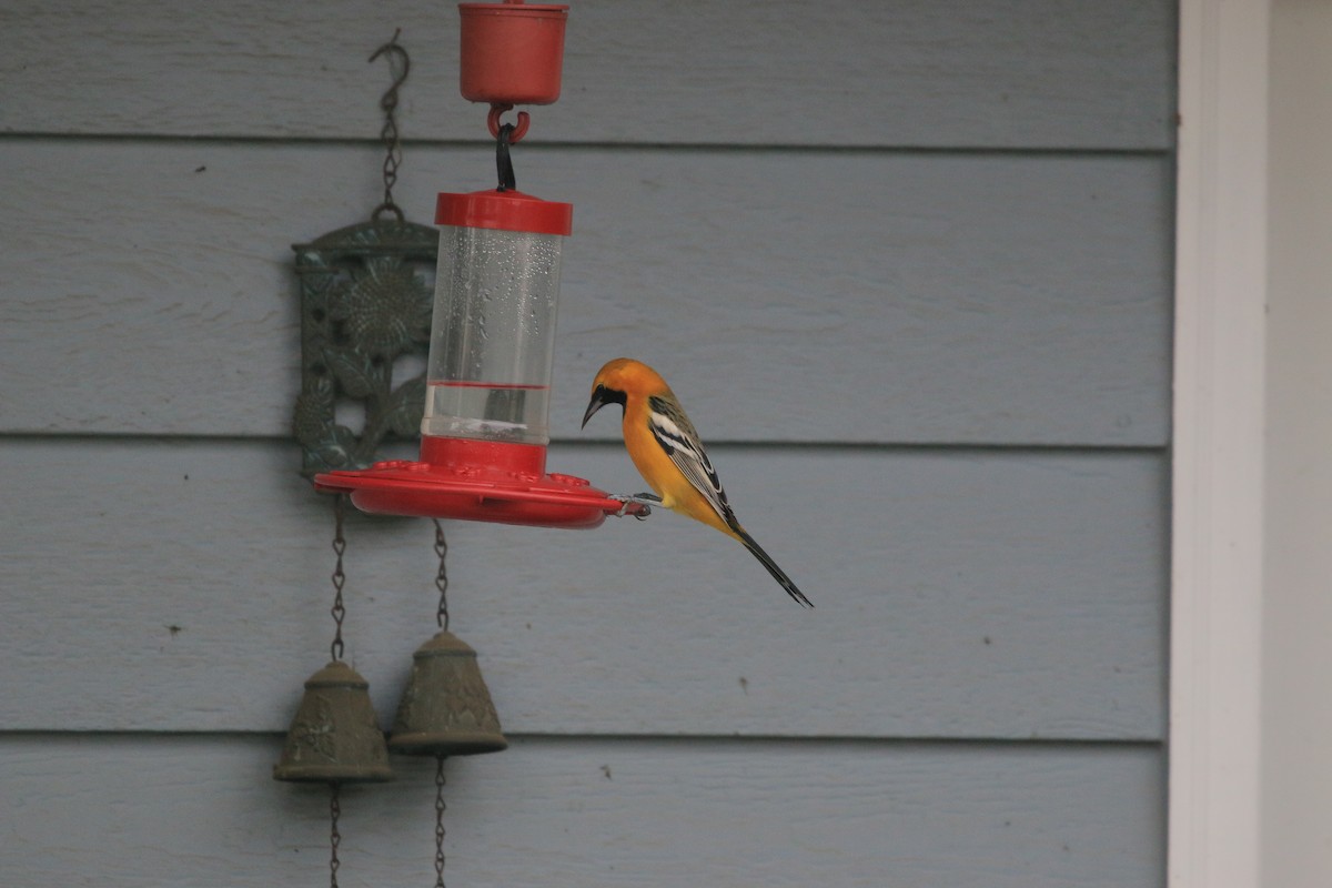 Hooded Oriole - ML649869666