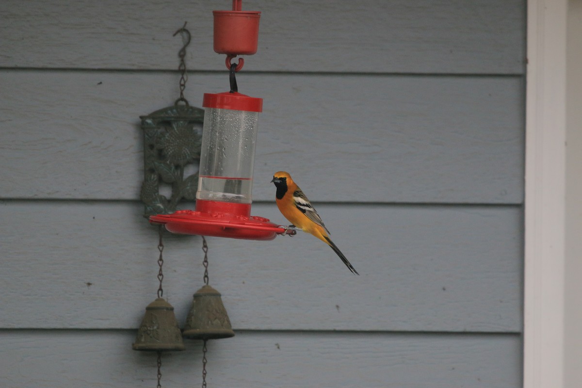 Hooded Oriole - ML649869667