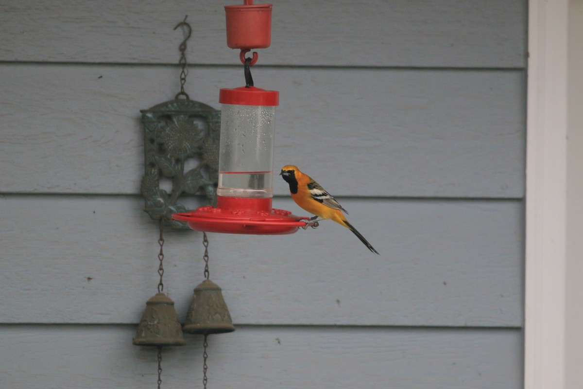 Hooded Oriole - ML649869668