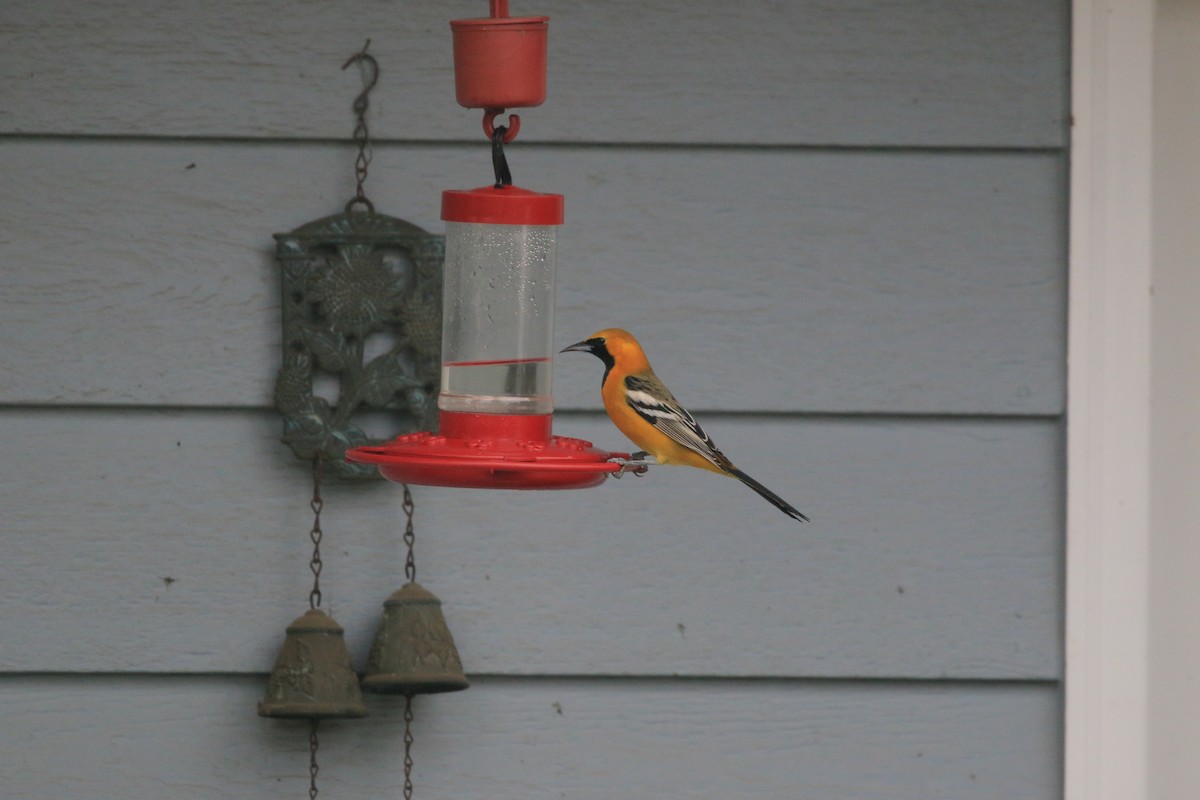 Hooded Oriole - ML649869669