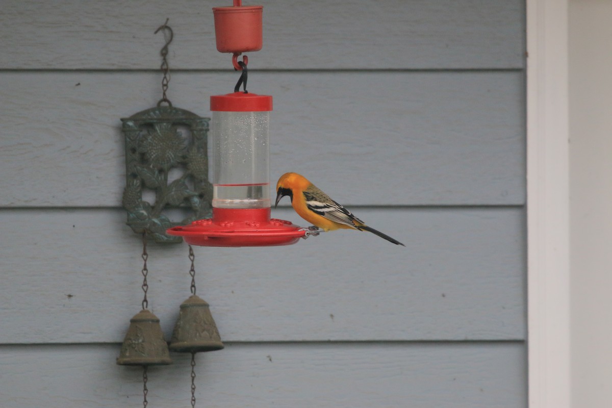 Hooded Oriole - ML649869671