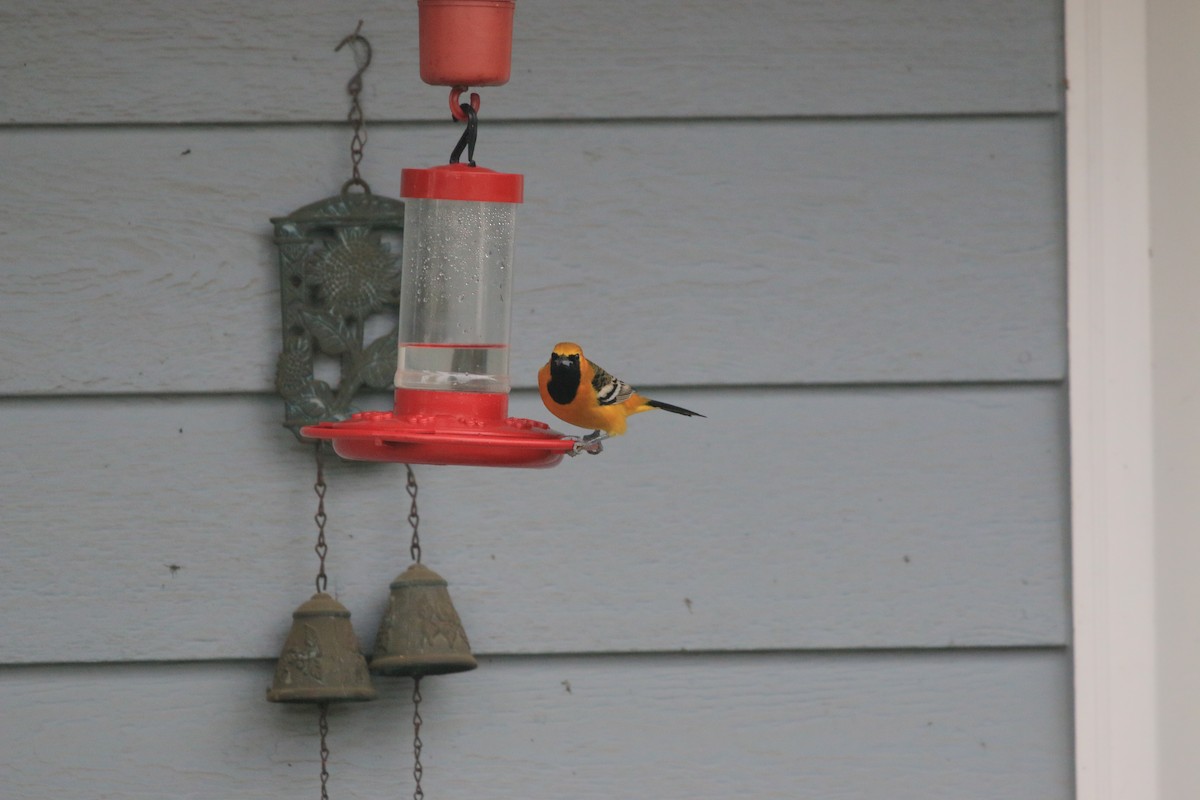 Hooded Oriole - ML649869672
