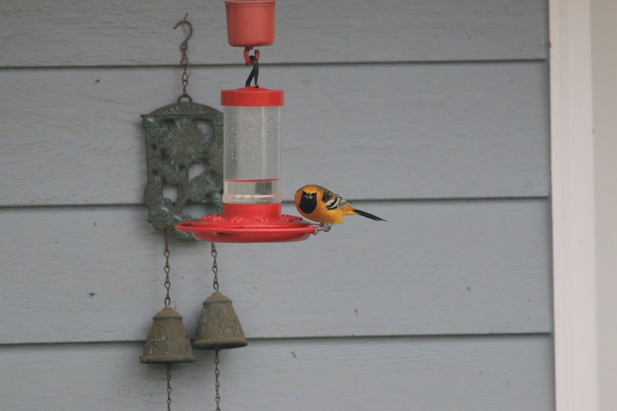 Hooded Oriole - ML649869673