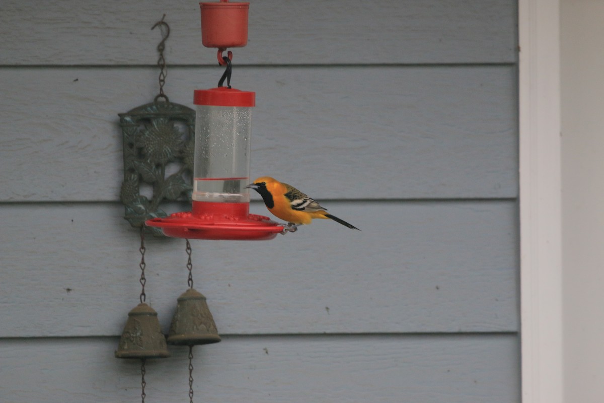 Hooded Oriole - ML649869675