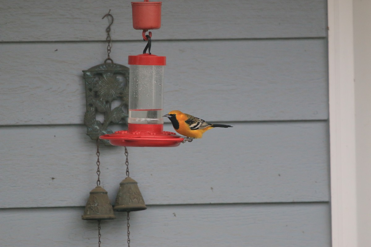 Hooded Oriole - ML649869676