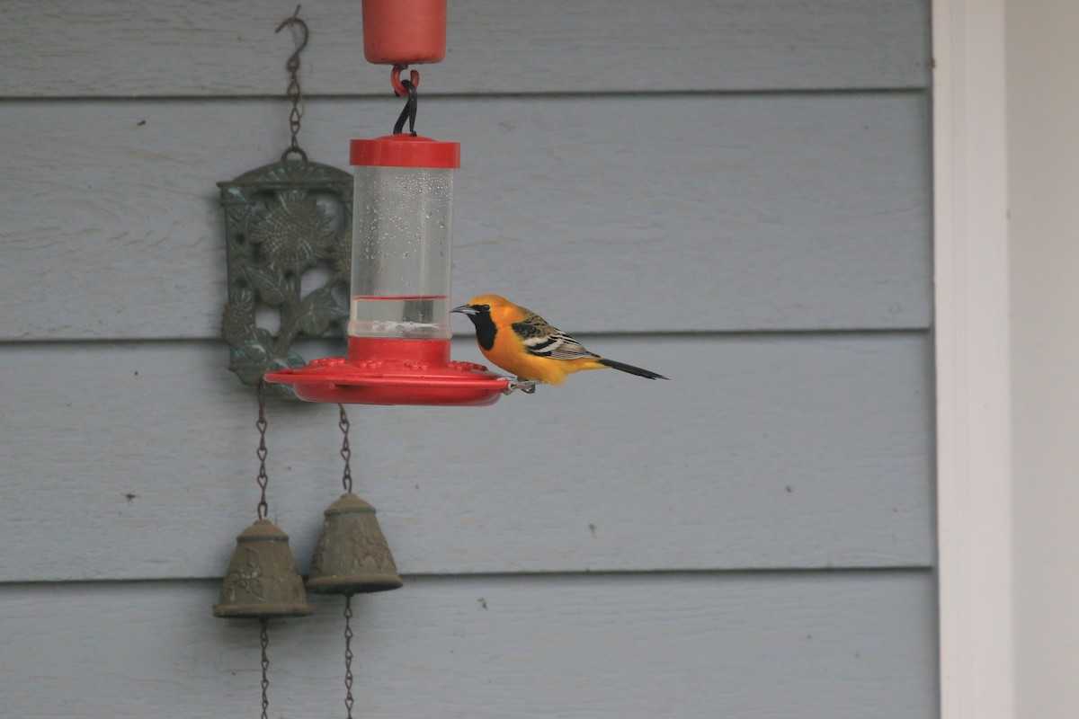 Hooded Oriole - ML649869677
