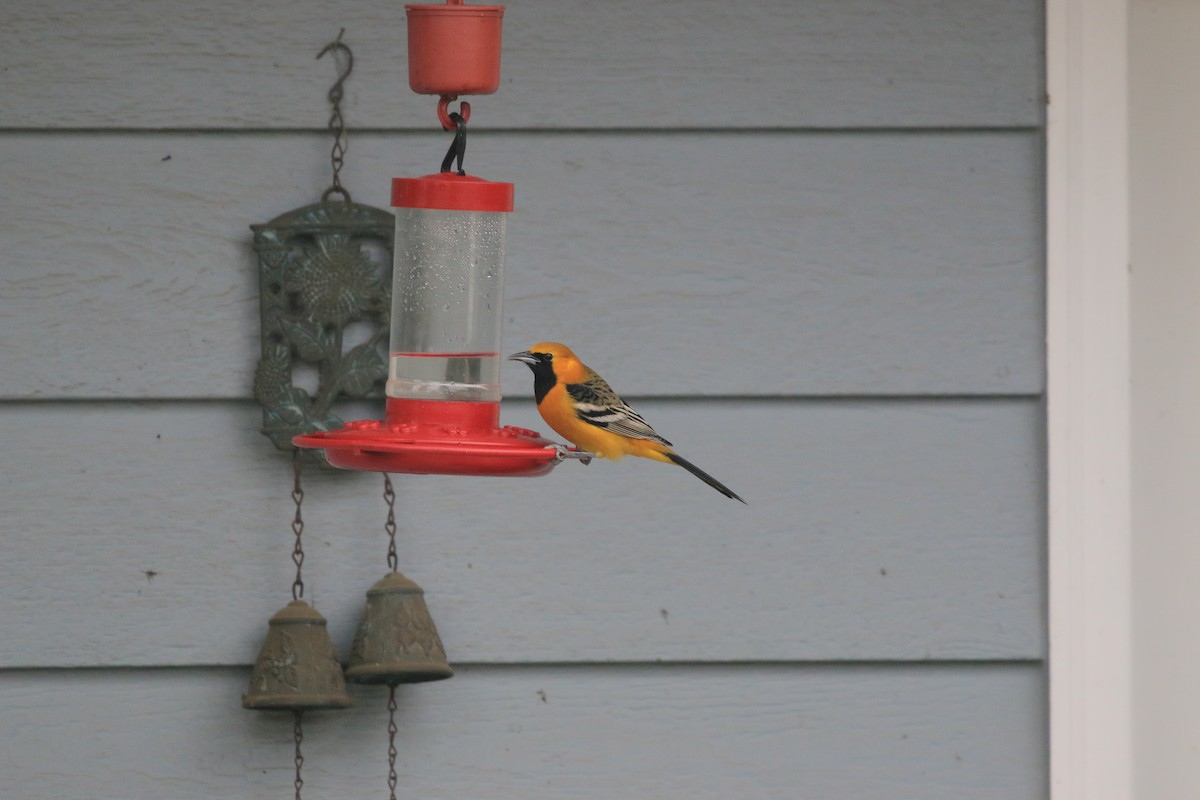 Hooded Oriole - ML649869678