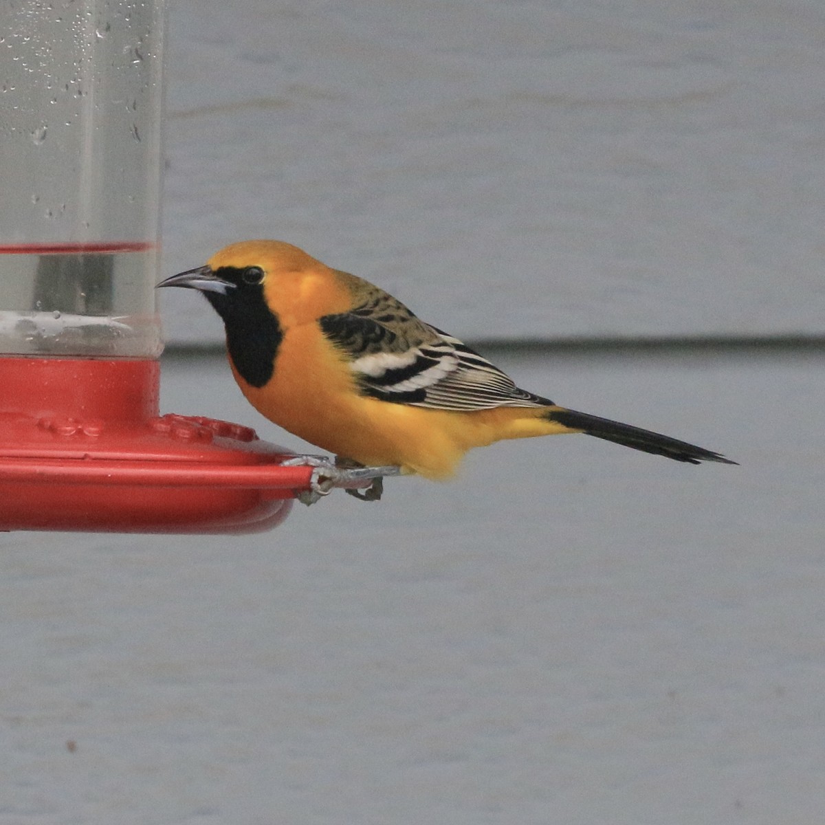 Hooded Oriole - ML649869930