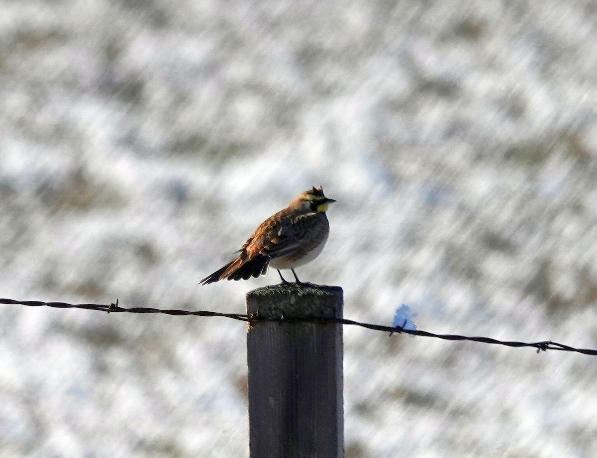 eBird Checklist - 25 Jan 2026 - 69036–69042 Golf Course Rd, Lostine US ...