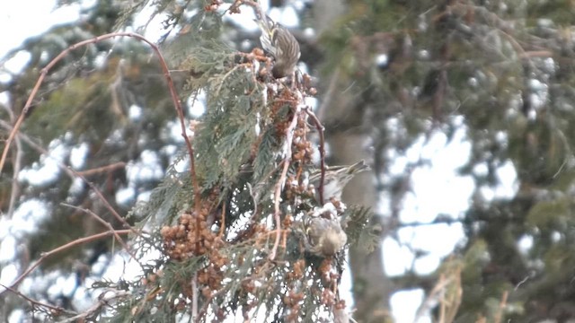 マツノキヒワ - ML649870049