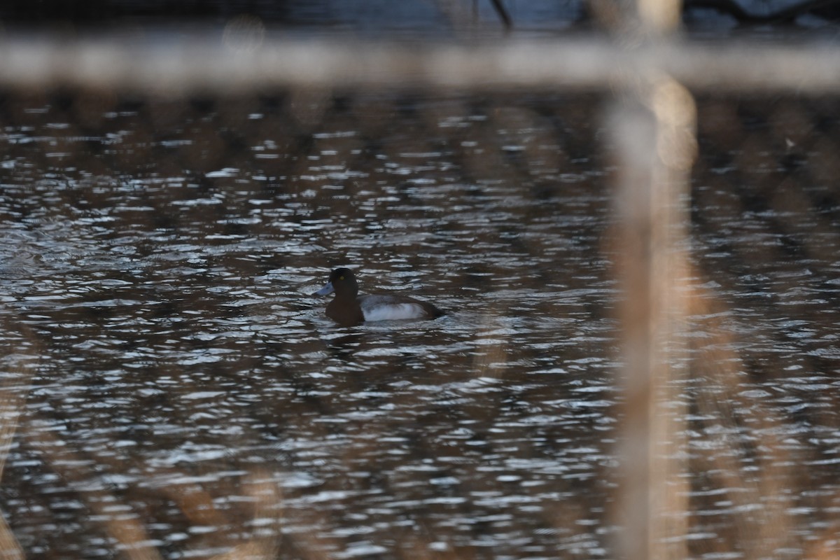 Greater Scaup - ML649870251