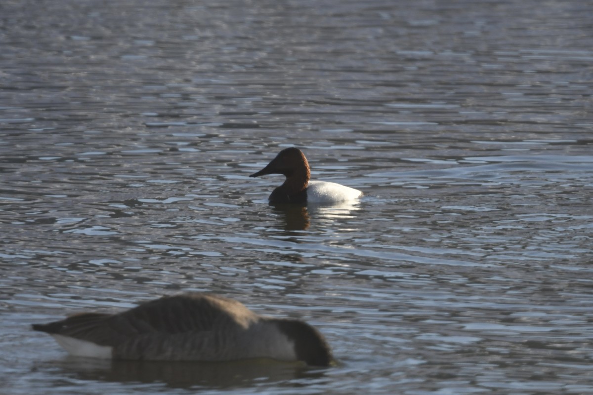 Canvasback - ML649870287