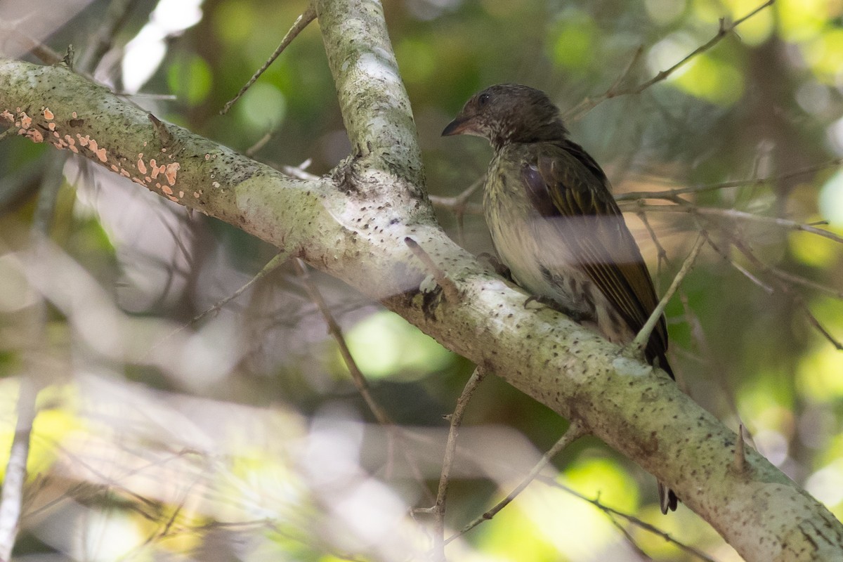 Scaly-throated Honeyguide - ML649870364