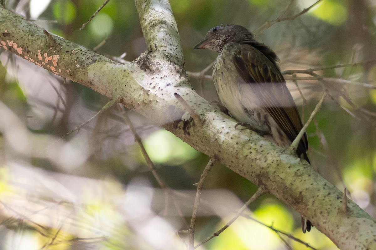 Scaly-throated Honeyguide - ML649870365