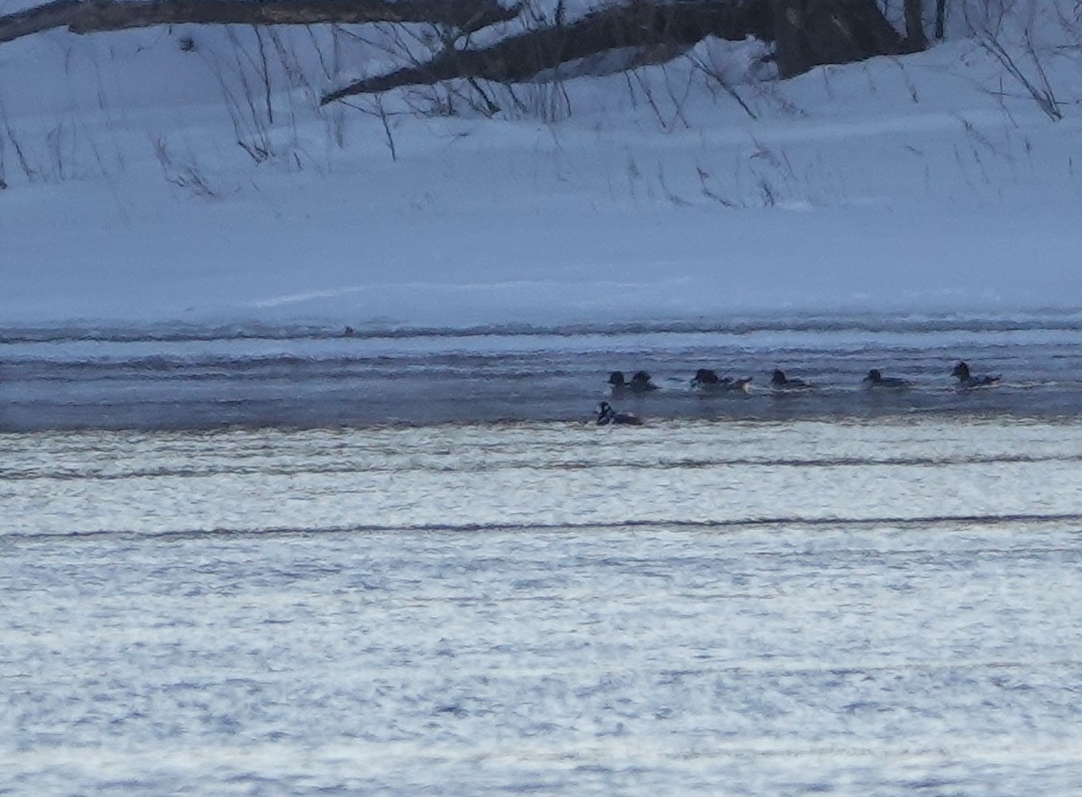 eBird Checklist - 29 Jan 2026 - Donald W. Barnes Boat Launch - 22 species