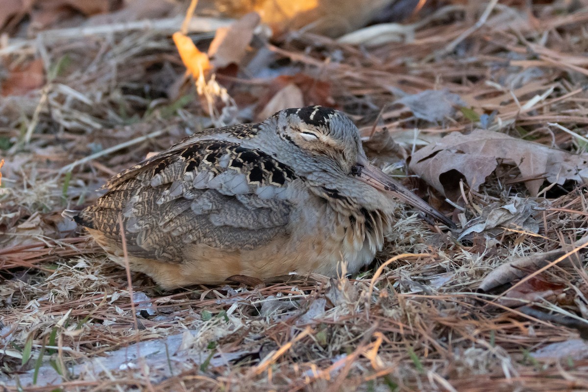 Американский вальдшнеп - ML649870603