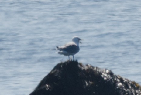 Mouette tridactyle - ML64987101