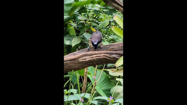 Black-chested Jay - ML649871026