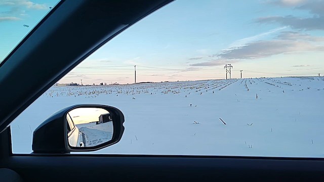 skřivan ouškatý - ML649872151