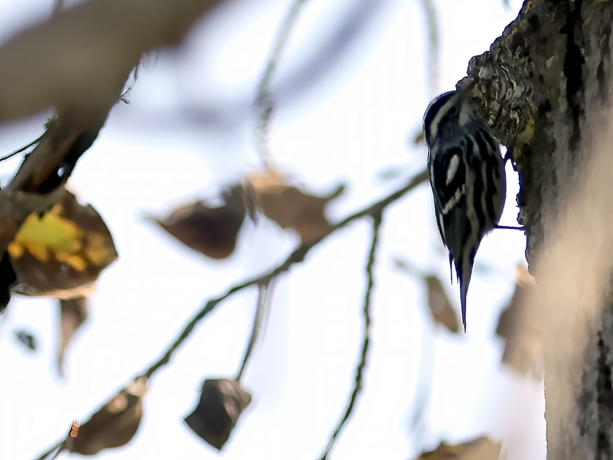 Black-and-white Warbler - ML649872725