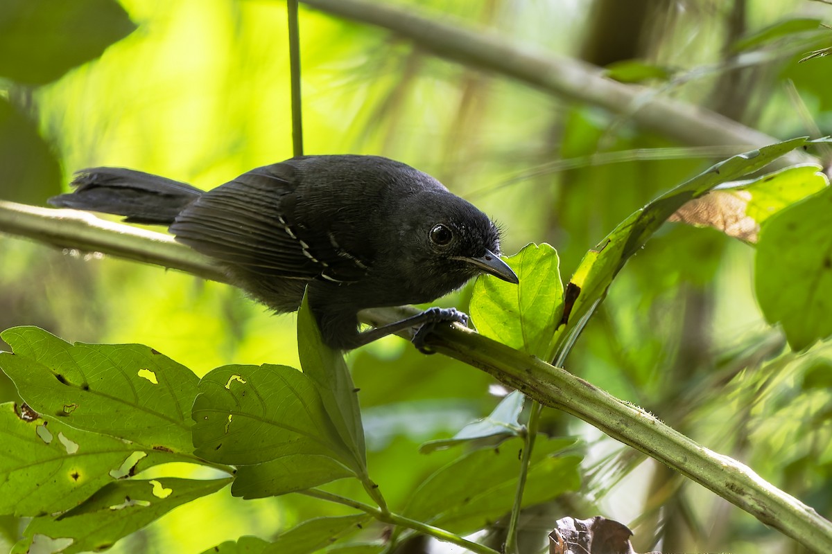 Ману тирановий - ML649872950