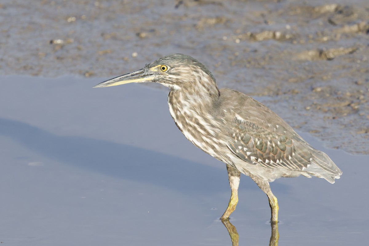 Чапля мангрова мала - ML649873580