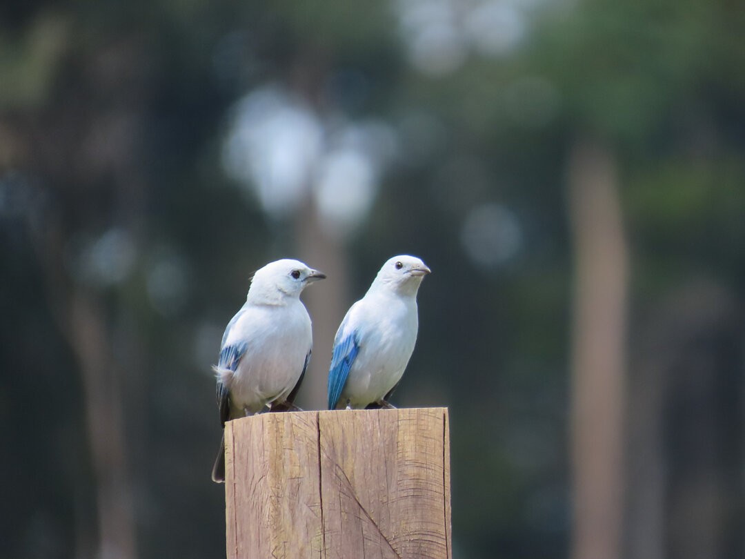 Blue-gray Tanager - ML649873653