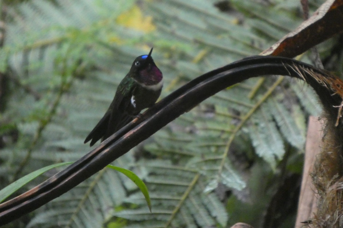 Amethyst-throated Sunangel - ML649874202