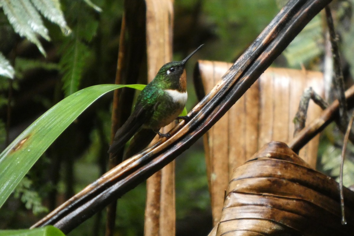 Amethyst-throated Sunangel - ML649874203