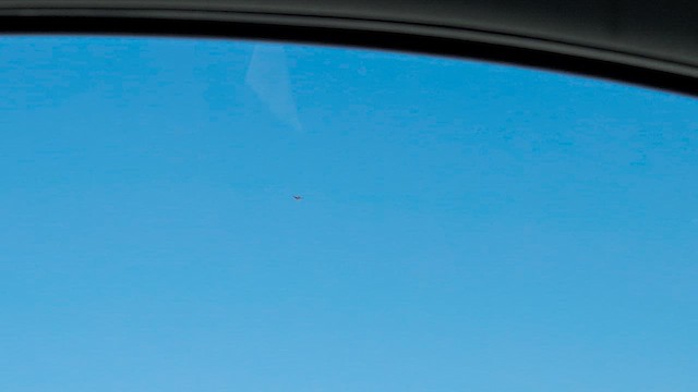 アメリカハイイロチュウヒ - ML649874932