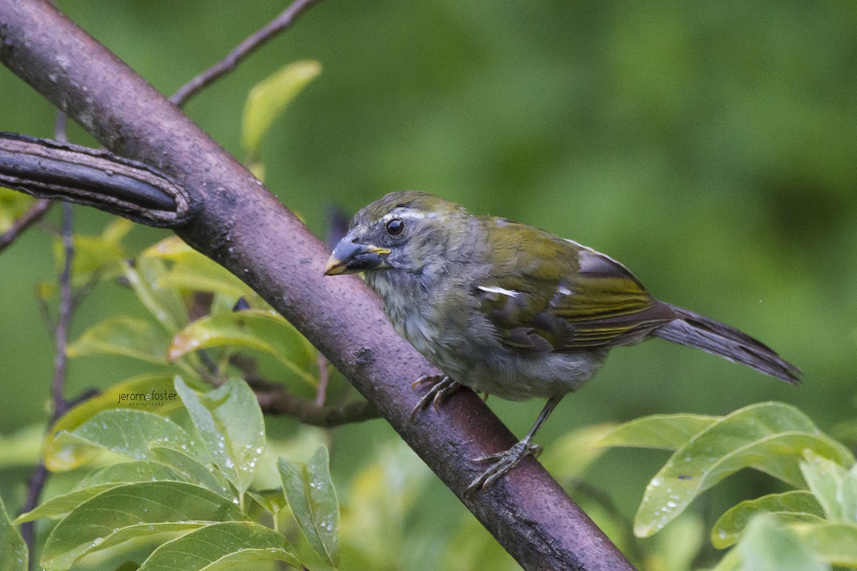 Lesser Antillean Saltator - Jerome Foster