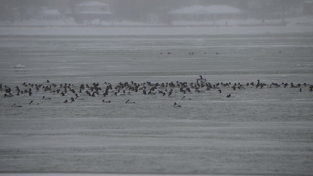 Murgilari bizkarzuria - ML649875085