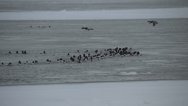 Murgilari bizkarzuria - ML649875090