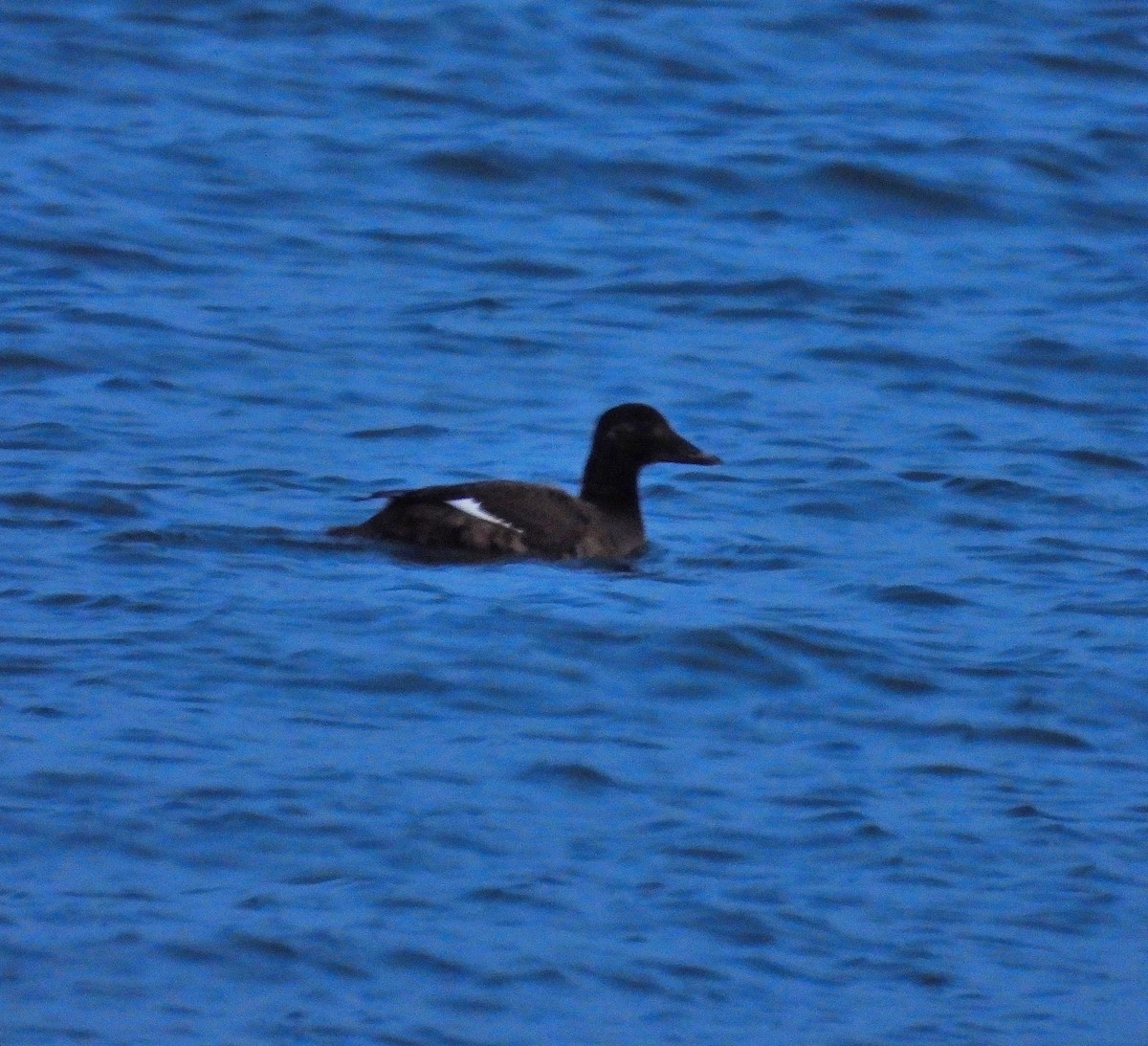 eBird Checklist - 29 Jan 2026 - Rudee Inlet - 12 species
