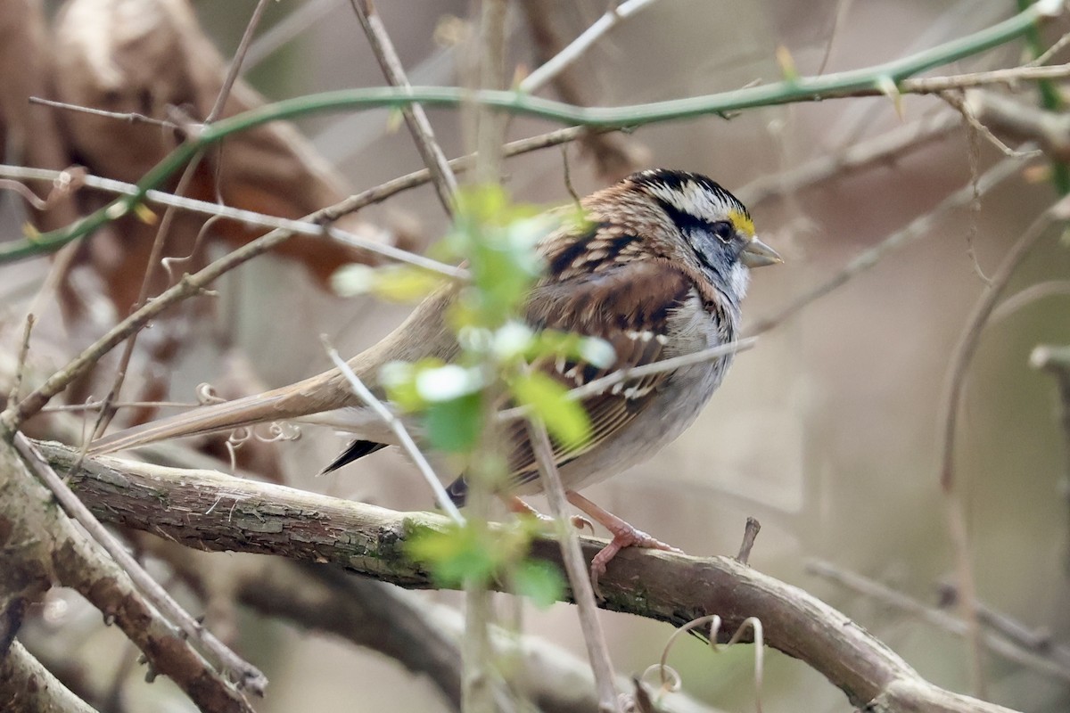 Weißkehlammer - ML649875672