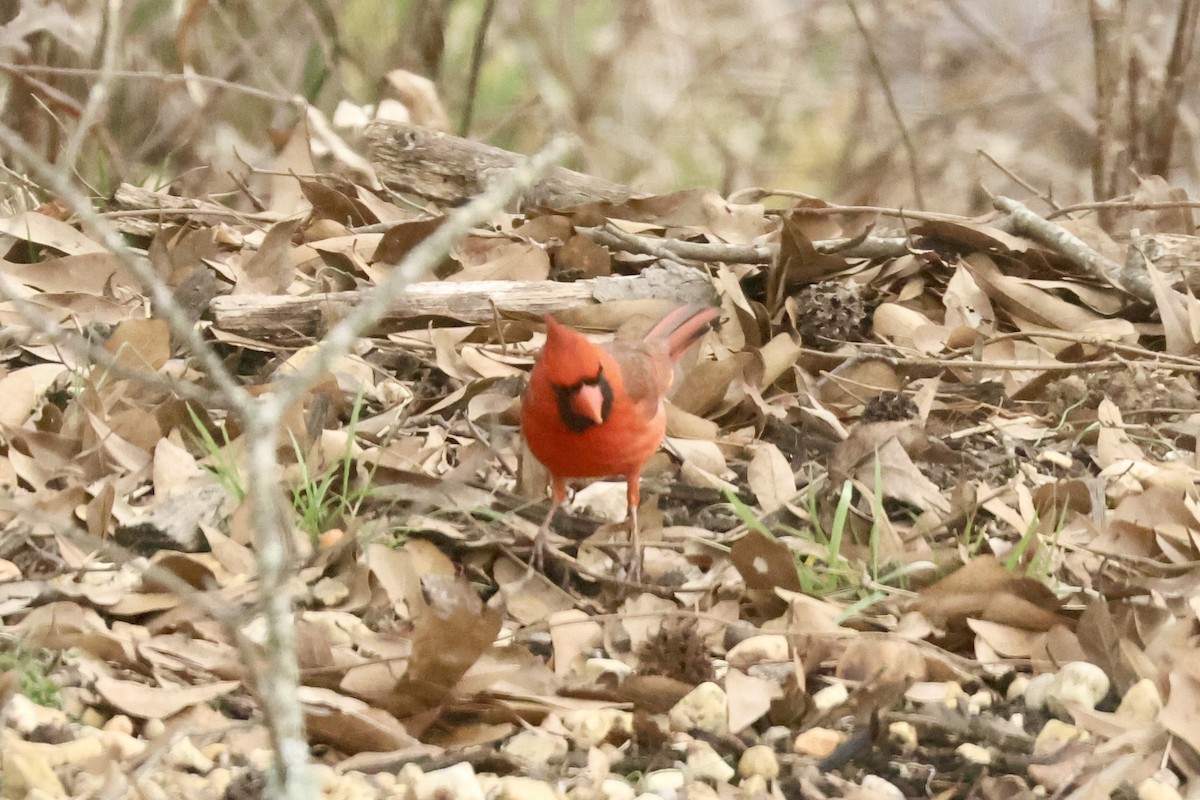 Rotkardinal - ML649875737