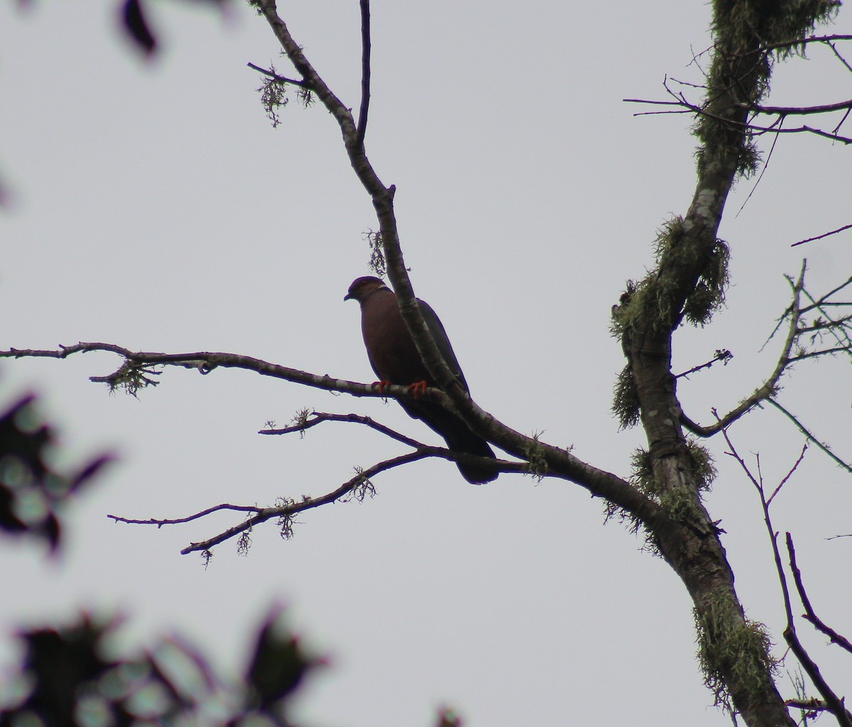 Şili Kızılca Güvercini - ML649875979