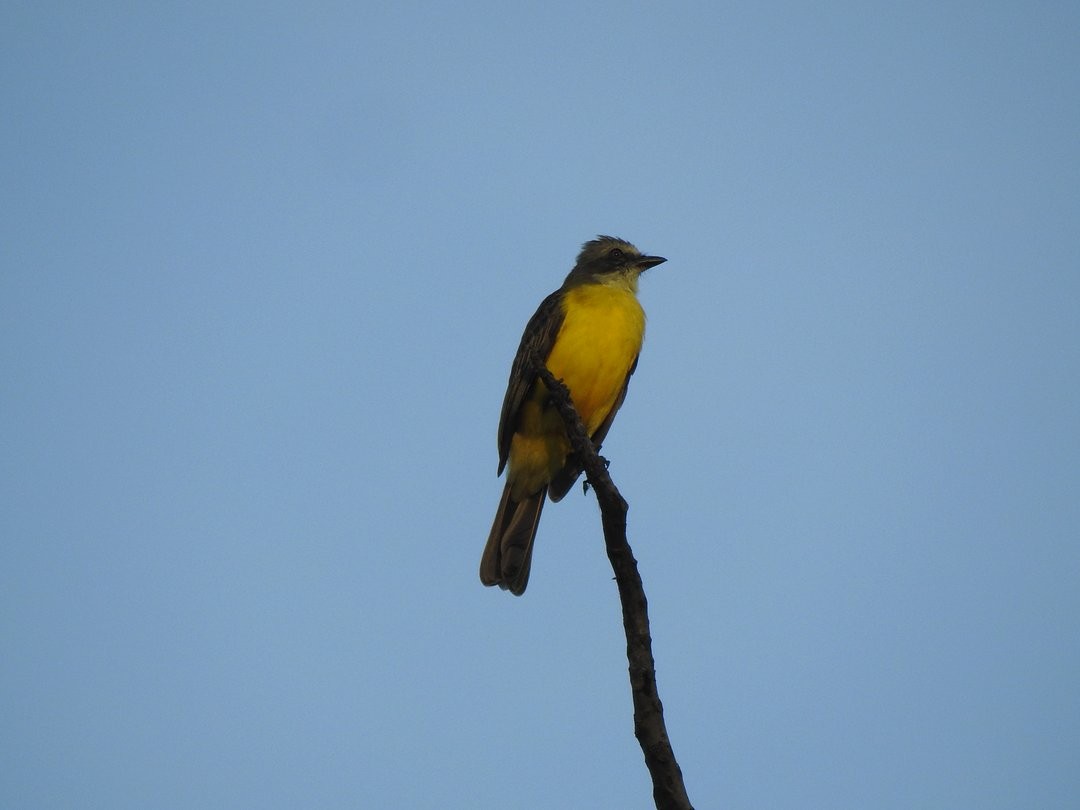 Gray-capped Flycatcher - ML649876054
