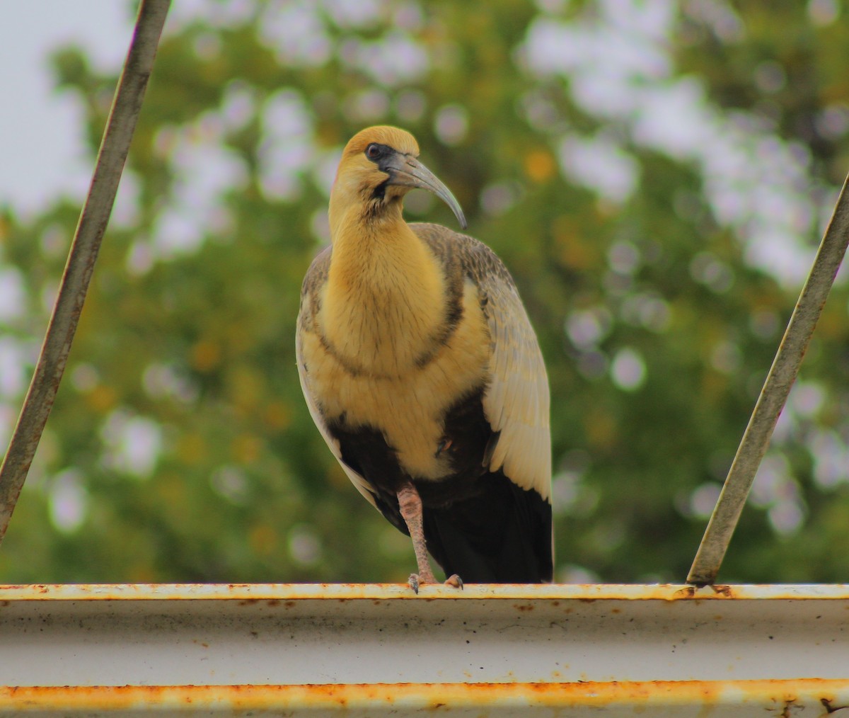 İbikli Sarıca Aynak - ML649876056