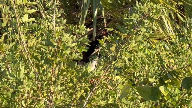 Northern Mockingbird - ML649876199