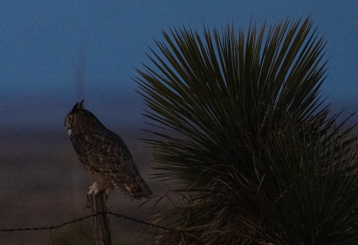 Búho Americano - ML649876210